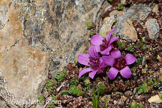 Foto: Gegenblättriger Steinbrech (Saxifraga oppositifolia). Ganze Pflanze (Habitus).