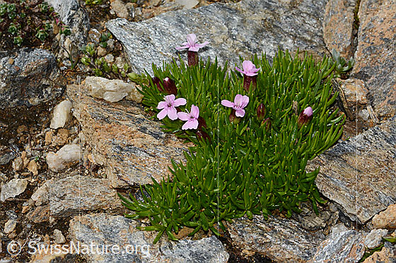 Foto: Kalk-Polsternelke (Silene acaulis). Ganze Pflanze (Habitus).