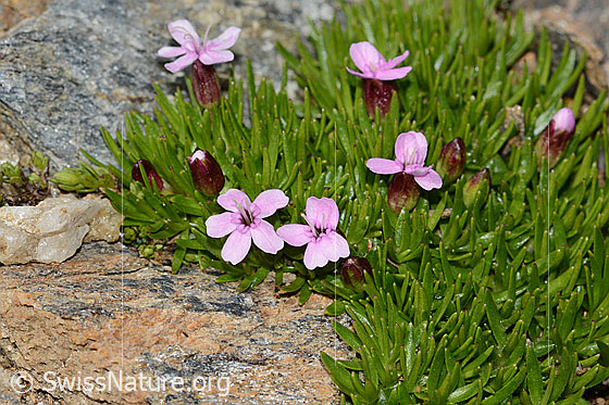 Foto: Kalk-Polsternelke (Silene acaulis). Blüten und Blätter.