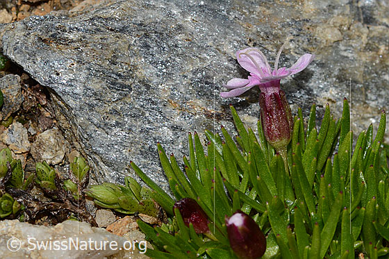 Foto: Kalk-Polsternelke (Silene acaulis). Höhe: 1.5cm. Blüte, Kelch und Stängel. Ansicht von der Seite. Der Kelch verschmälert sich aprubt.