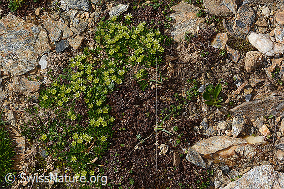 Foto: Zwerg-Miere (Minuartia sedoides). Ganze Pflanze (Habitus).