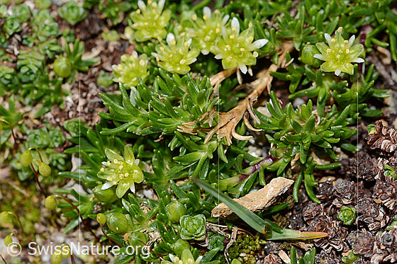 Photo: Minuartia sedoides. Blossoms and leaves.