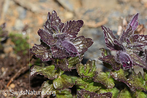 Foto: Alpenhelm (Bartsia alpina). Blätter und Blüten.
