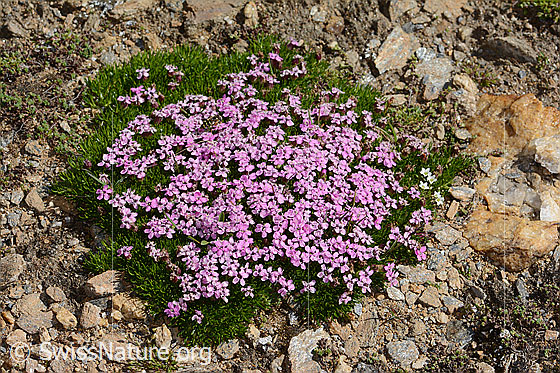 Foto: Kalk-Polsternelke (Silene acaulis). Ganze Pflanze (Habitus).