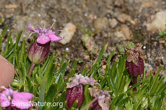 Foto: Kalk-Polsternelke (Silene acaulis). Höhe: 14mm. Blüte. Ansicht von der Seite.