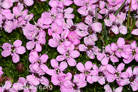 Foto: Kalk-Polsternelke (Silene acaulis). Blüten.