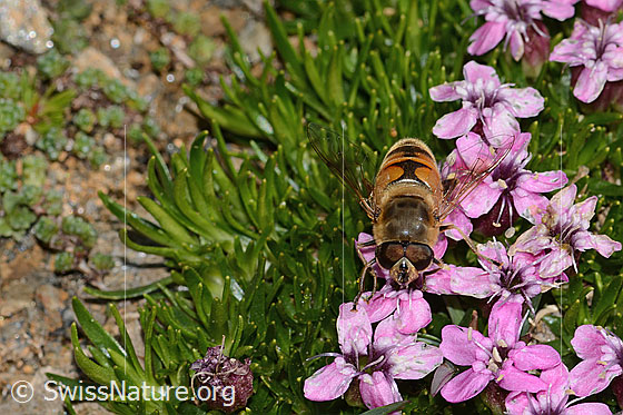 Foto: Mistbiene (Eristalis tenax) auf Kalk-Polsternelke (Silene acaulis). Ansicht von vorne oben.