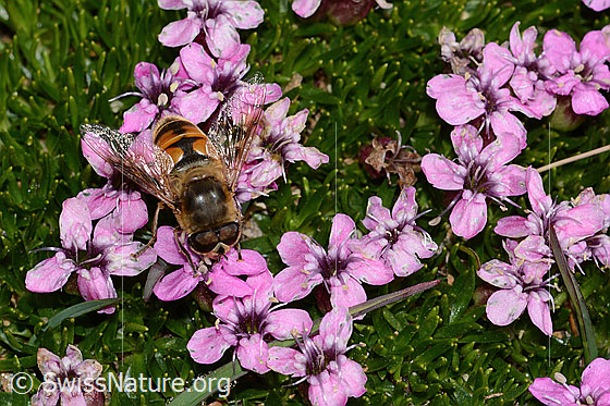 Foto: Mistbiene (Eristalis tenax) auf Kalk-Polsternelke (Silene acaulis). Ansicht von oben.