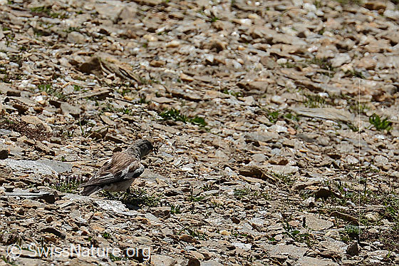 Foto: Schneesperling (Montifringilla nivalis). Ansicht von seitlich hinten. Der Vogel trägt zahlreiche Raupen im Schnabel.