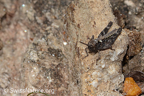 Foto: Sibirische Keulenschrecke (Gomphocerus sibiricus). Länge 10mm. Nymphenstadium 3. Ansicht von seitlich vorne oben.