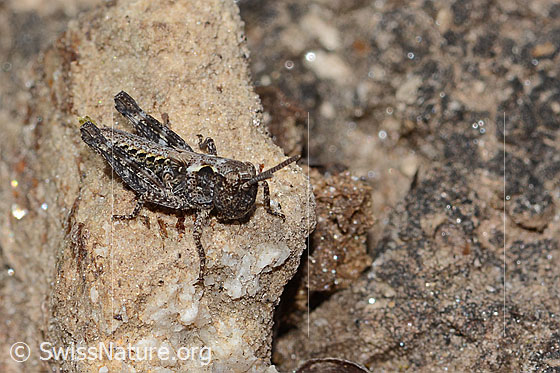 Foto: Sibirische Keulenschrecke (Gomphocerus sibiricus). Länge 10mm. Nymphenstadium 3. Ansicht von seitlich vorne.