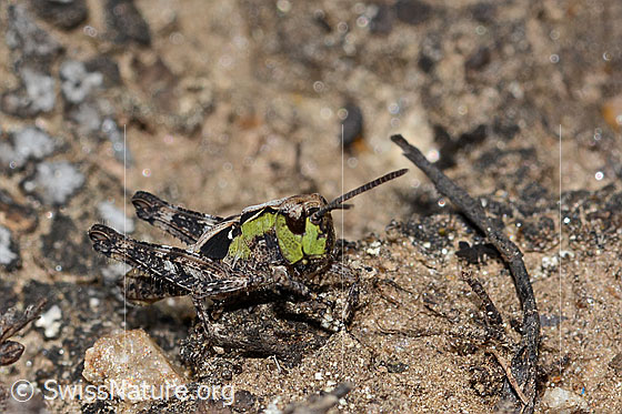 Foto: Sibirische Keulenschrecke (Gomphocerus sibiricus). Länge 10mm. Nymphenstadium 4. Ansicht von seitlich vorne.