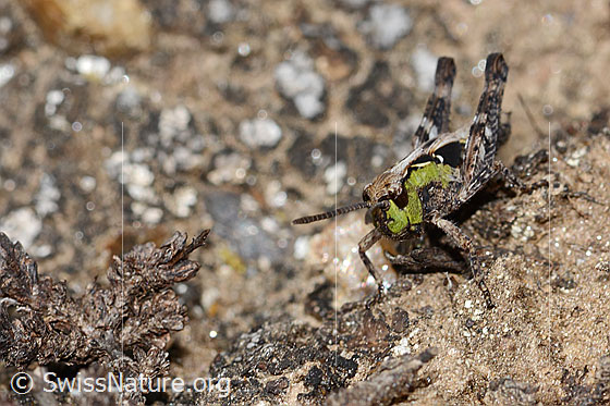 Foto: Sibirische Keulenschrecke (Gomphocerus sibiricus). Länge 10mm. Nymphenstadium 4. Ansicht von vorne.