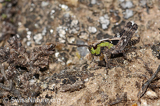 Photo: Gomphocerus sibiricus. Length 10mm. Nymph stage 4. View from side front.