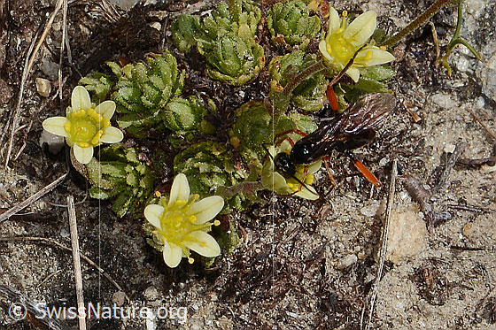 Foto: Wahrscheinlich Schwarze Schlupfwespe (Pimpla rufipes) an Gefurchtem Steinbrech (Saxifraga exarata). Länge 11mm. Männchen. Ansicht von vorne oben.