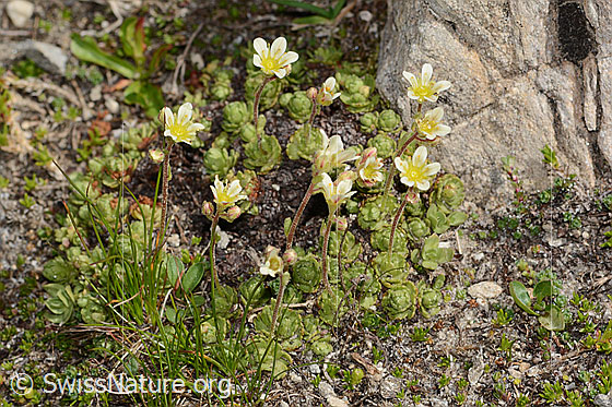 Photo: Saxifraga exarata. Whole plant (habiti). Height: 5cm. View from diagonally above.