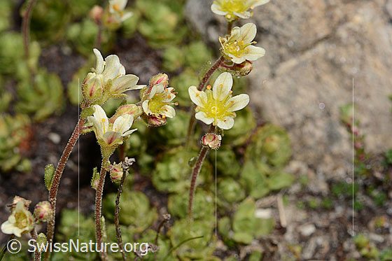 Foto: Gefurchter Steinbrech (Saxifraga exarata). Blüten.