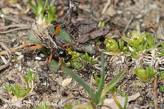 Foto: Wahrscheinlich Schwarze Schlupfwespe (Pimpla rufipes) auf Zwerg-Miere (Minuartia sedoides). Länge 11mm. Männchen. Ansicht von oben.