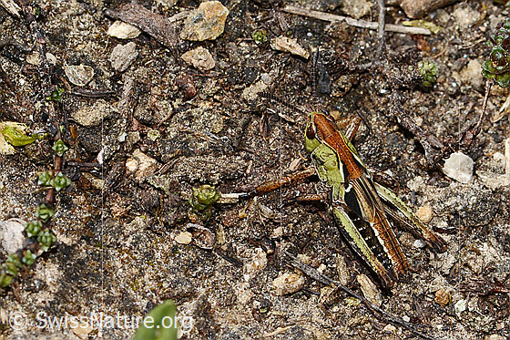 Foto: Sibirische Keulenschrecke (Gomphocerus sibiricus). Länge 20mm. Nymphenstadium 4. Ansicht von seitlich hinten oben.