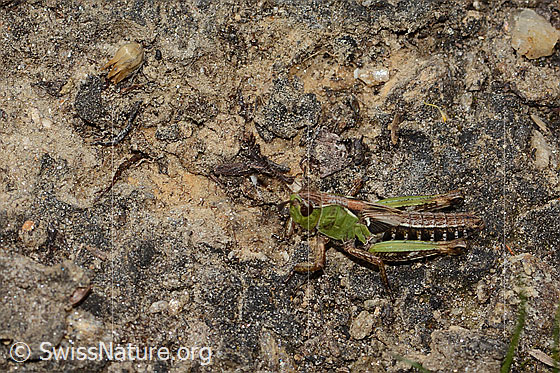 Foto: Sibirische Keulenschrecke (Gomphocerus sibiricus). Länge 16mm. Nymphenstadium 4. Ansicht von seitlich oben.