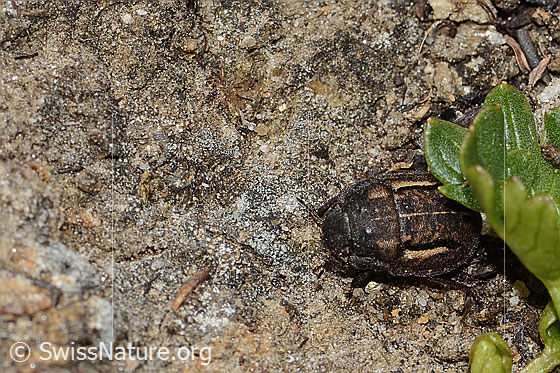 Photo: Odontoscelis fuliginosa. Length 8mm. View from diagonally above.