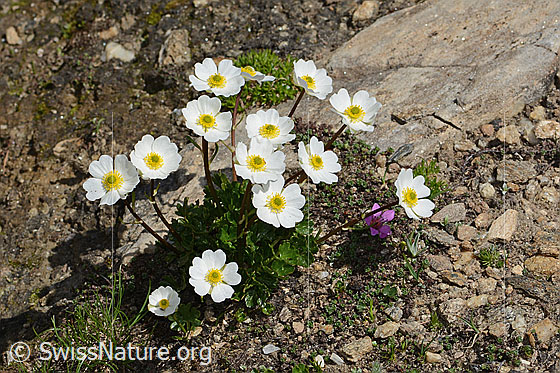 Photo: Ranunculus alpestris. Height: 8cm. Whole plant (habiti).