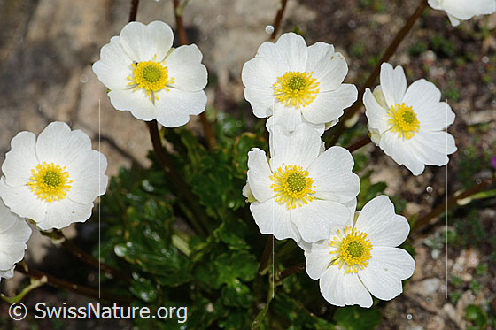 Foto: Alpen-Hahnenfuss (Ranunculus alpestris). Blüten.