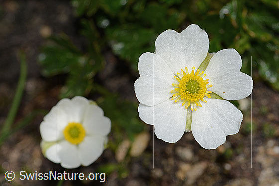 Foto: Alpen-Hahnenfuss (Ranunculus alpestris). Blüten.