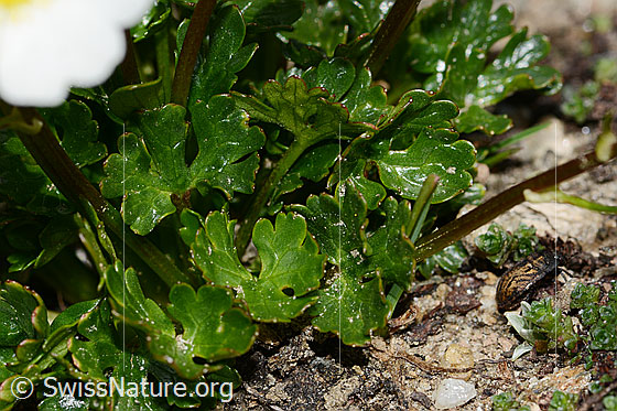 Foto: Alpen-Hahnenfuss (Ranunculus alpestris). Blätter. Blattoberseite.