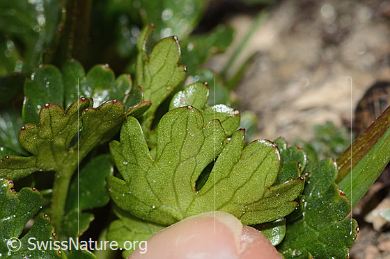 Foto: Alpen-Hahnenfuss (Ranunculus alpestris). Blattunterseite.