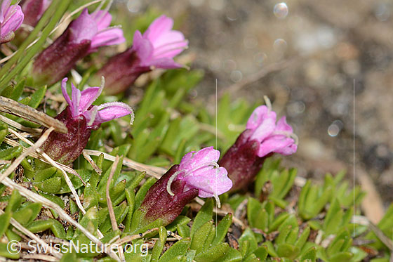 Photo: Silene acaulis. Height: 7mm.  blossoms and leaves.
