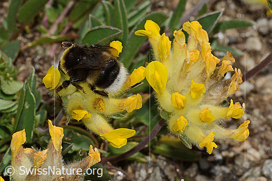 Foto: Heide-Erdhummel (Bombus cryptarum) an Alpen-Wundklee (Anthyllis vulneraria ssp. alpestris). Länge 16mm. Ansicht von oben.