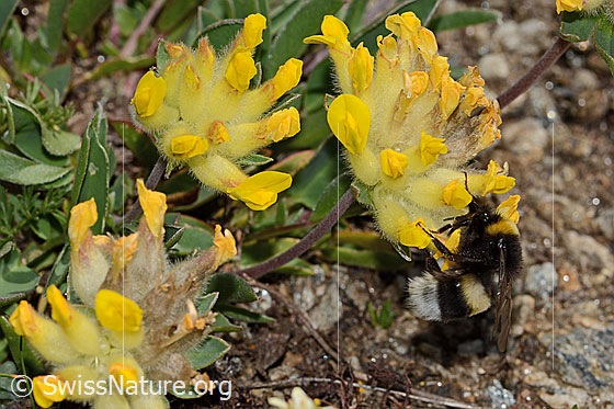 Foto: Heide-Erdhummel (Bombus cryptarum) an Alpen-Wundklee (Anthyllis vulneraria ssp. alpestris). Länge 16mm. Ansicht von der Seite.