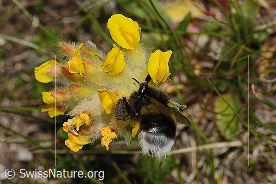 Photo: Bombus cryptarum on Anthyllis vulneraria ssp. alpestris. Length 16mm. View from behind.