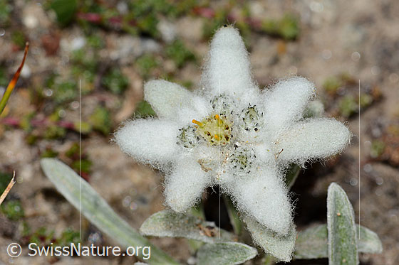 Photo: Leontopodium alpinum. Blossom. Diameter: 2cm.