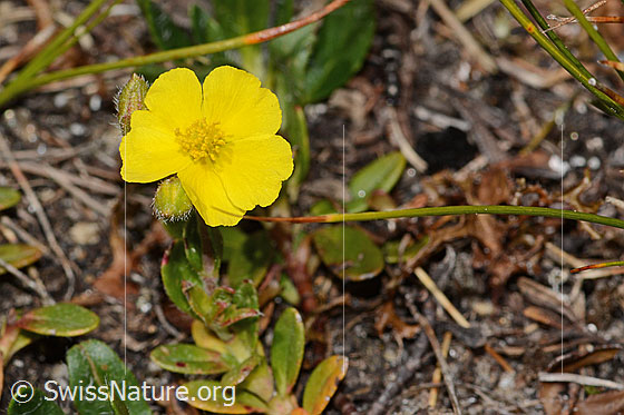 Foto: Wahrscheinlich Alpen-Sonnenröschen (Helianthemum alpestre). Blüte. Durchmesser: ca. 15mm.