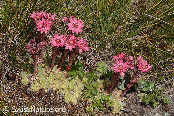 Photo: Sempervivum arachnoideum. Whole plant (habiti).