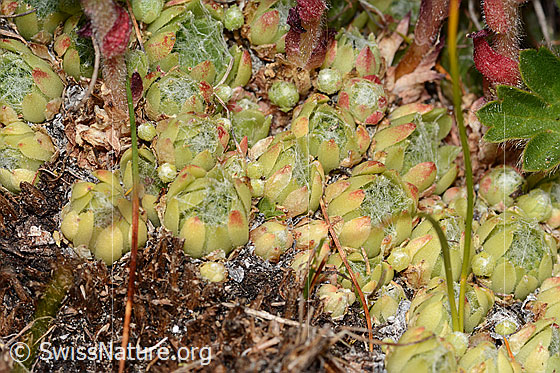 Foto: Spinnweb-Hauswurz (Sempervivum arachnoideum). Blattrosetten.