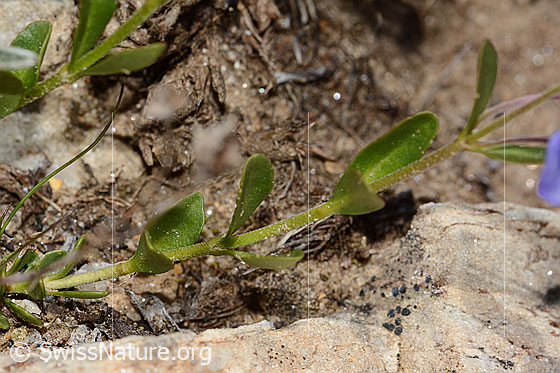 Foto: Felsen-Ehrenpreis (Veronica fruticans). Stängel und Blätter.