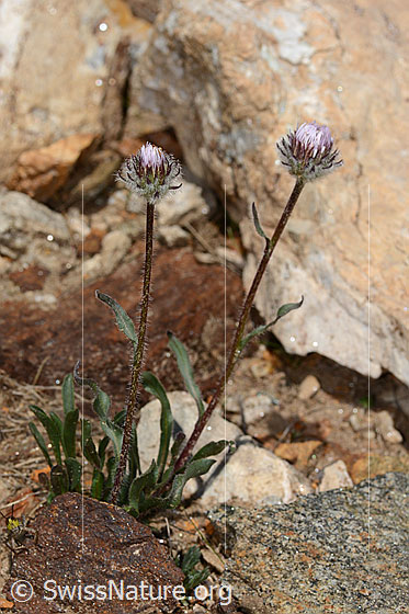 Photo: Erigeron uniflorus. Whole plant (habiti). Height: 10cm.