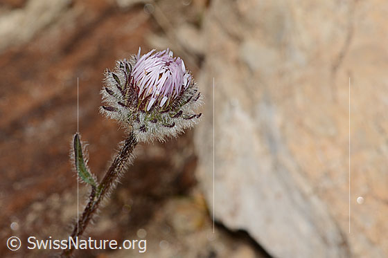 Foto: Einköpfiges Berufkraut (Erigeron uniflorus). Noch geschlossene Blüte und Stängel.