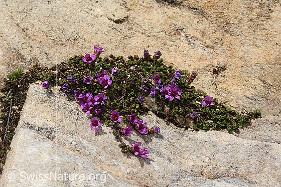 Foto: Gegenblättriger Steinbrech (Saxifraga oppositifolia). Ganze Pflanze (Habitus).