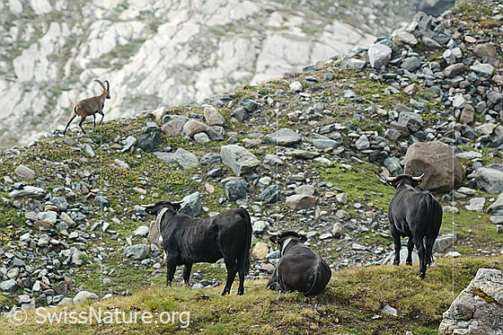 Foto: Drei Eringerkühe beobachten Steinbock (Capra ibex).
Lat.: Capra ibex
Ordnung: Artiodactyla (Paarhufer)
Familie: Bovidae (Hornträger)
Unterfamilie: Antilopinae
Gattung: Capra (Ziegen)
