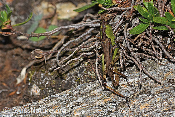 Foto: Sibirische Keulenschrecke (Gomphocerus sibiricus). Länge 25mm. Weibchen. Ansicht von oben.