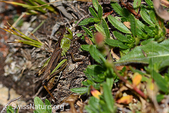 Photo: Gomphocerus sibiricus. Length 25mm. Female. View from the side above.