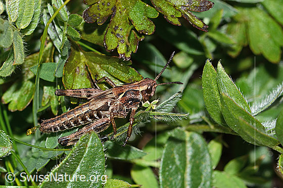 Foto: Sibirische Keulenschrecke (Gomphocerus sibiricus). Länge 25mm. Nymphenstadium 4. Weibchen. Ansicht von der Seite.