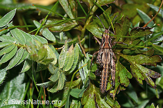 Foto: Sibirische Keulenschrecke (Gomphocerus sibiricus). Länge 25mm. Nymphenstadium 4. Weibchen. Ansicht von oben.