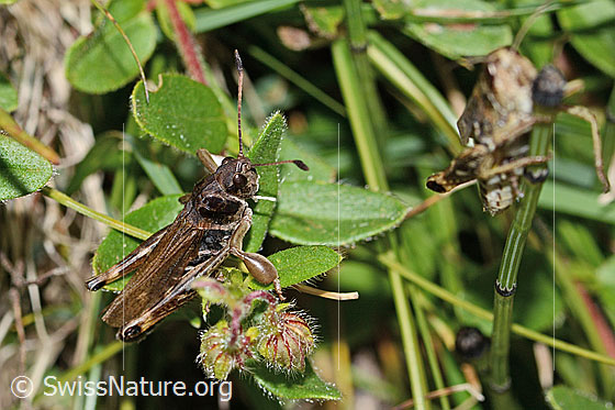 Foto: Sibirische Keulenschrecke (Gomphocerus sibiricus). Länge 20mm. Männchen. Ansicht von der Seite.