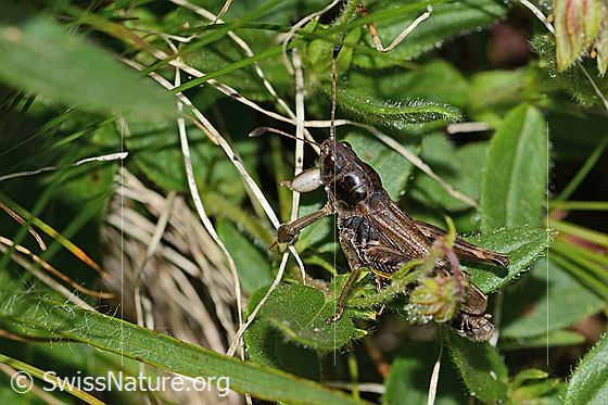 Foto: Sibirische Keulenschrecke (Gomphocerus sibiricus). Länge 20mm. Männchen. Ansicht von der Seite.