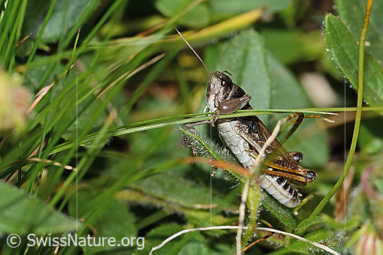 Foto: Sibirische Keulenschrecke (Gomphocerus sibiricus). Länge 20mm. Männchen. Ansicht von seitlich vorne.